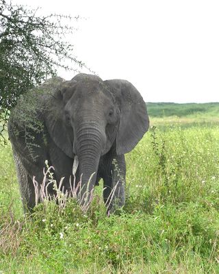 African Elephant_P1040092Rev.jpg