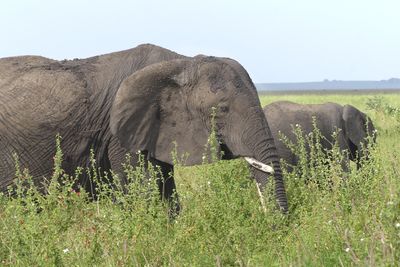 African Elephant_P1040095.jpg