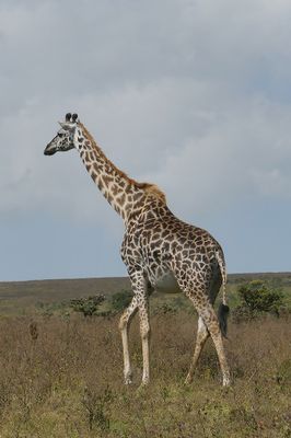 Masai Giraffe_P1030837.jpg