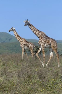 Masai Giraffe_P1030838.jpg