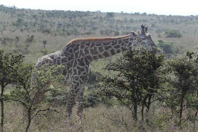 Masai Giraffe_P1030842.jpg
