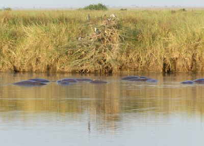 Hippopotamus & Black-headed Herons_P1040245.jpg