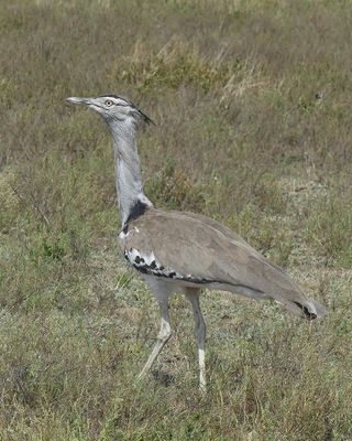 Kori Bustard_P1030844Rev.jpg
