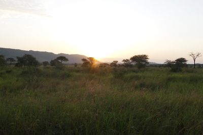 East Seregenti Plains_P1040262.jpg