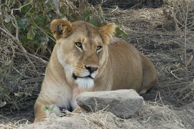African Lion_P1030889.jpg