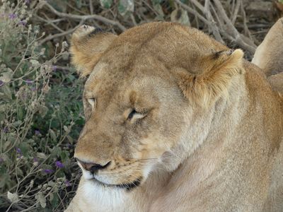 African Lion_P1030898.jpg