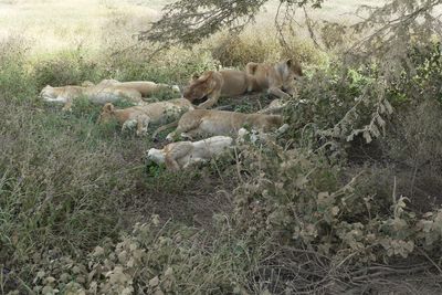 African Lion_P1030899.jpg