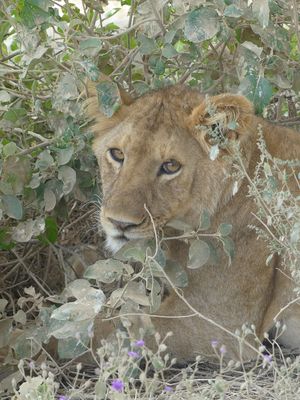 African Lion_P1040007.jpg