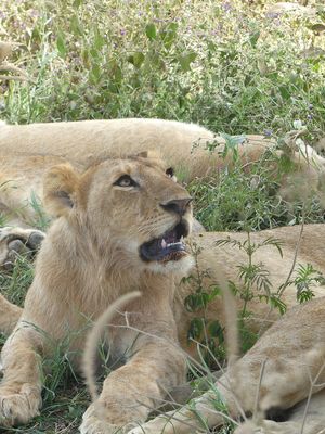 African Lion_P1040011.jpg