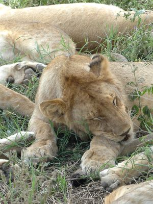 African Lion_P1040023.jpg