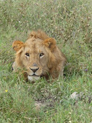 African Lion_P1040079.jpg