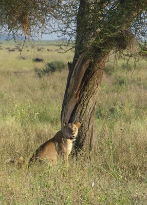 African Lion_P1040186.jpg