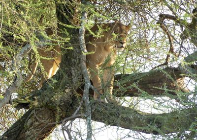 African Lion_P1040195.jpg