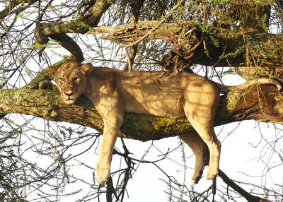 African Lion_P1040205.jpg
