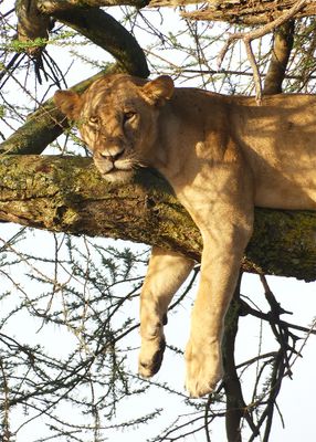 African Lion_P1040222.jpg