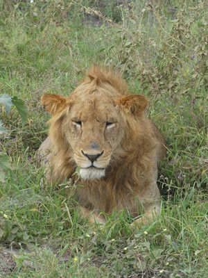 African Lion_PP1040070.jpg