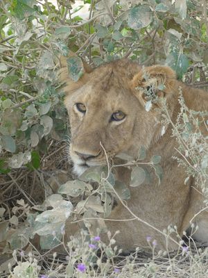 African Lion_P1040007.jpg