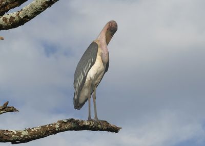 Marabau Stork_P1040139.jpg