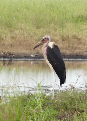 Marabou Stork_P1040101.jpg