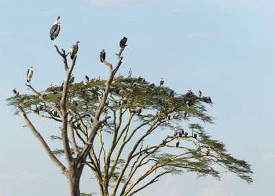 Marabau Storks, Hooded Vultures and White-backed Vultures_P1040142.jpg