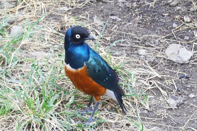 Superb Starling_P1040034.jpg
