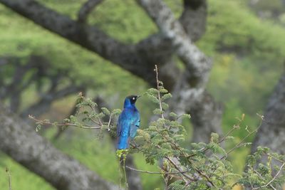 Superb Starling_P1040043.jpg