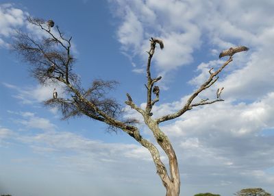 Marabau Storks & White-backed Vultures_P1040141.jpg