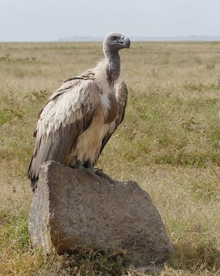 White-backed Vulture_.jpg