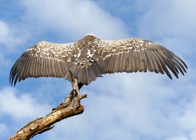 White-backed Vulture_P1040140.jpg