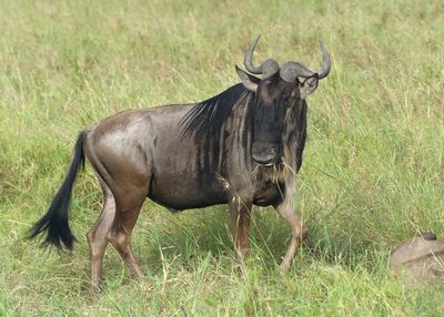 Wilderbeest_P1040124.jpg