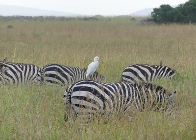 Plains Zebra, Oxpecker & Western Cattle Egret_P1040107.jpg
