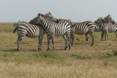 Plains Zebra_P1040027.jpg