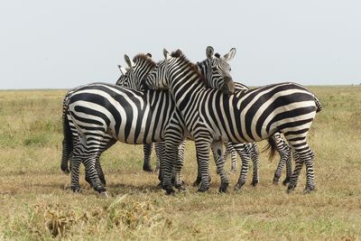 Plains Zebra_P1040029.jpg