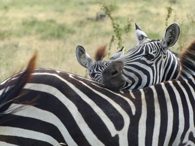 Plains Zebra_P1040084.jpg