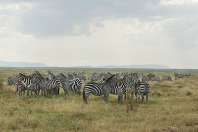 Plains Zebra_P1040085Rev.jpg