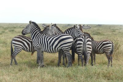 Plains Zebra_P1040089.jpg