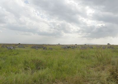 Plains Zebra_P1040105.jpg
