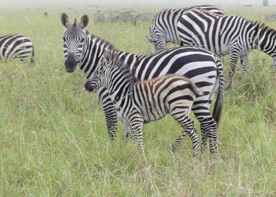 Plains Zebra_P1040112.jpg