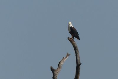 African Fish Eagle_P1040375.jpg