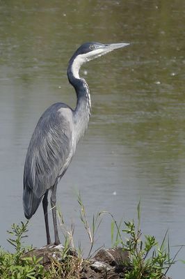 Black-headed Heron_P1040732.jpg