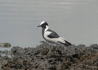 Blacksmith Plover_P1040576Rev.jpg