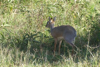Dik-Dik_P1040340.jpg