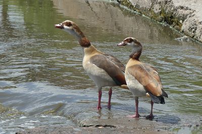 Egyptian Goose_P1040553.jpg