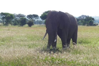 African Elephant_P1040302.jpg