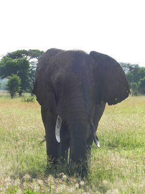 African Elephant_P1040310.jpg