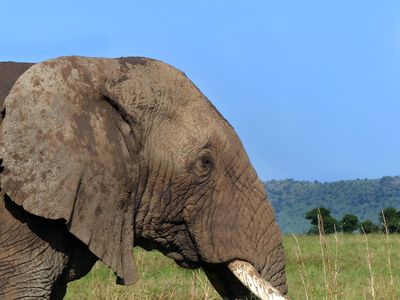 African Elephant_P1040332.jpg