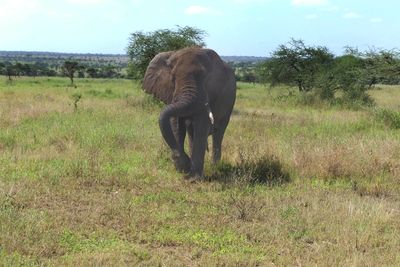 African Elephant_P1040463.jpg