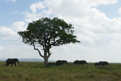 African Elephant_P1040760.jpg