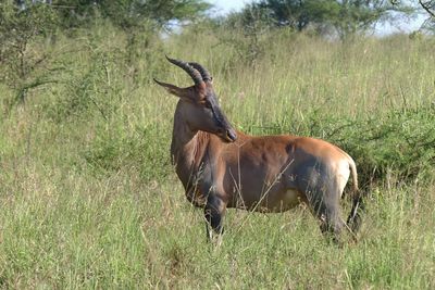 HarteBeest_P1040294.jpg