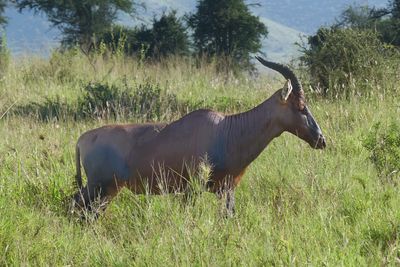HarteBeest_P1040298Rev.jpg